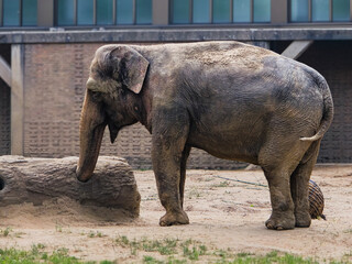 Fototapeta premium Asian Elephant standing near rock structure in zoo enclosure