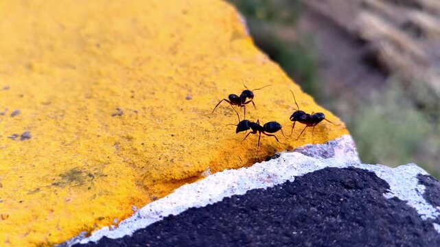 high-quality, close-up macro video featuring a group of black ants moving and interacting on a rough, painted surface with bold yellow and black colors.