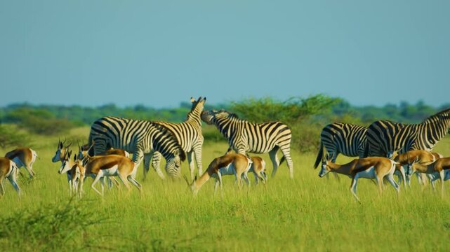 Two Zebras fighting in a herd of Springboks.
