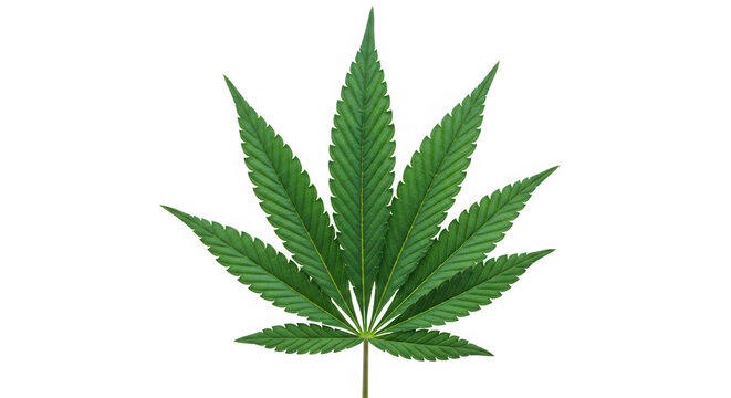 Green cannabis leaf with seven pointed lobes isolated on transparent background