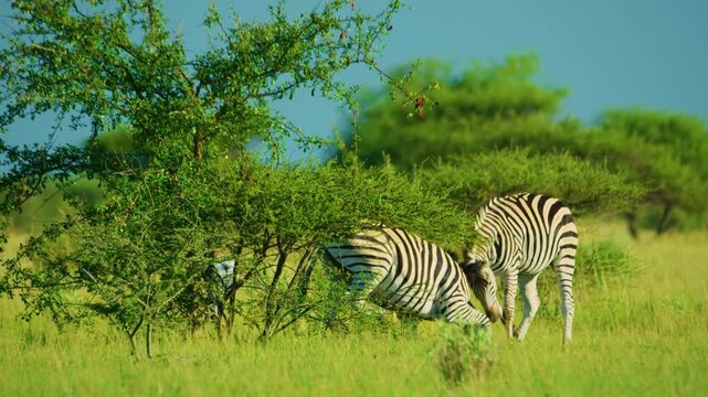 Two Zebras fighting in yellow golden grass and bushes of African savannah.