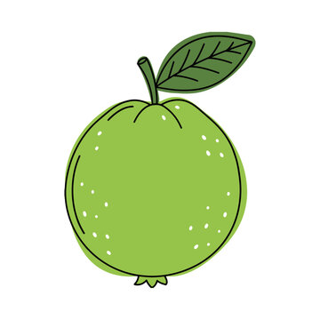 Charming hand-drawn illustration of a whole green guava with a leaf. A simple, textured vector design ideal for juice labels, vegan menus, and botanical-themed healthy product packaging.