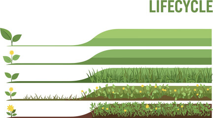 Plant lifecycle stages illustration showing seed germination growth vegetation maturity and layered ecosystem development process in nature vector diagram © msttaniyaakter