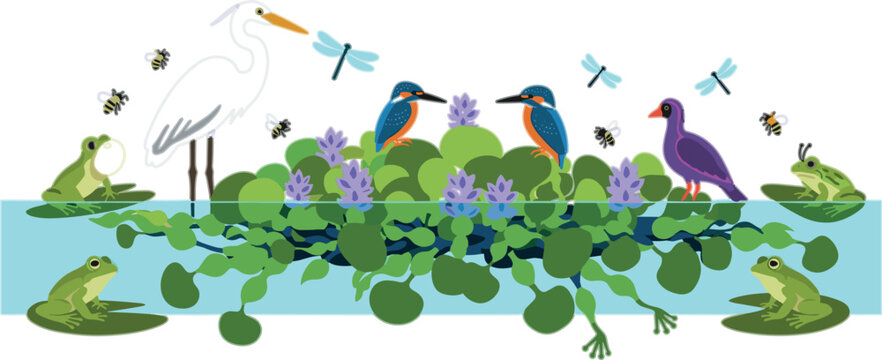 Pond ecosystem with water hyacinth frogs birds insects and aquatic wildlife showing biodiversity and natural habitat scene vector illustration