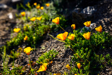 Obraz premium Mexican Gold Poppy Bloom in Saguaro National Park Arizona