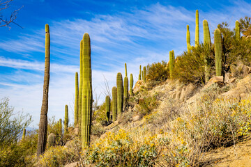 Obraz premium Saguaro Cactus Landscape on King Canyon Trail in Saguaro National Park Arizona