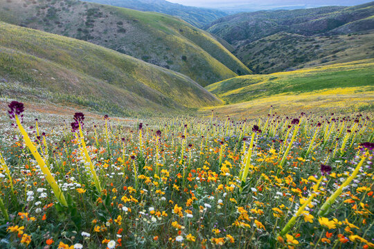 Vibrant wildflowers blooming on the southern hillsides with rolling ridges at Carrizo Plain National Monument