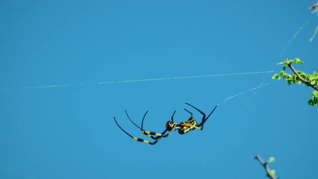 Joro spider, Banana spider weaving web close-up female. 
