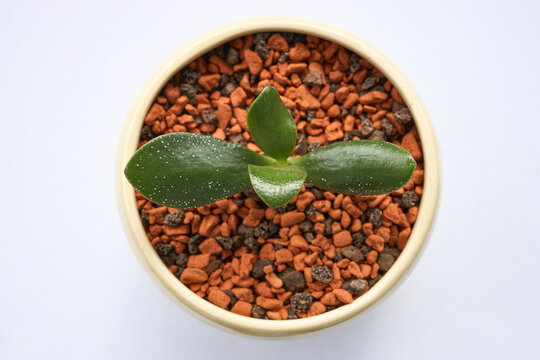 Top‑view succulent plant in a small pot on a clean white background, showing thick green leaves and decorative stones in a minimal botanical style.