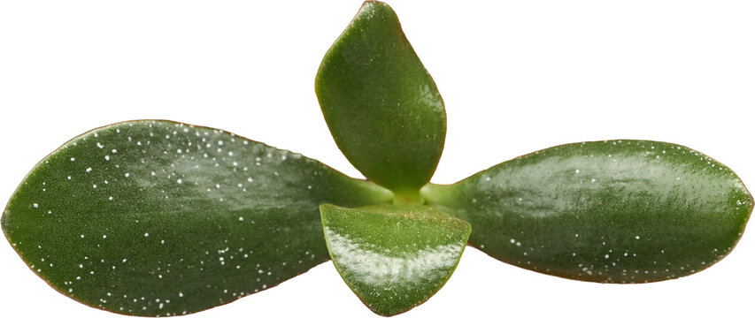 Green succulent cutting isolated on a transparent background, showing thick fleshy leaves in a minimal botanical style.
