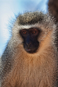 Close-up Portrait of a Vervet Monkey with Expressive Amber Eyes standing in a tree