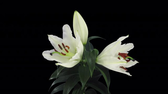Time lapse of growing, opening and rotating white lily with ALPHA transparency channel isolated on black background