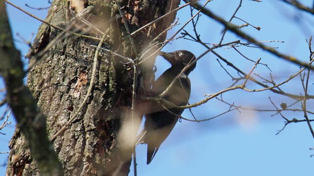 A woodpecker, Dryocopus martius, a rare, black protected species, pecking at the bark of a tree looking for insect larvae underneath on a bare, leafless March tree in early spring.
