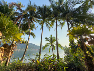 Fototapeta premium Scenic concrete path through coconut palm trees by the beach. Tropical island lifestyle and travel.