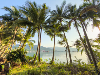 Obraz premium Scenic concrete path through coconut palm trees by the beach. Tropical island lifestyle and travel.