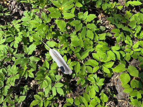 A feather lying on the ground