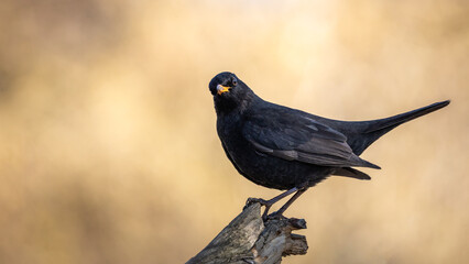Kos Turdus merula © Sawomir