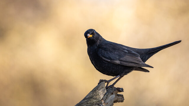 Kos Turdus merula