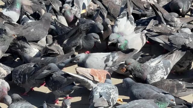 Pigeons are pecking bread crumbs. 