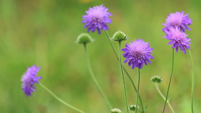Close-up of purple field scabious flowers blowing in the wind, green background, pollen on flowers, purple petals in autumn, buds, Knautia arvensis
