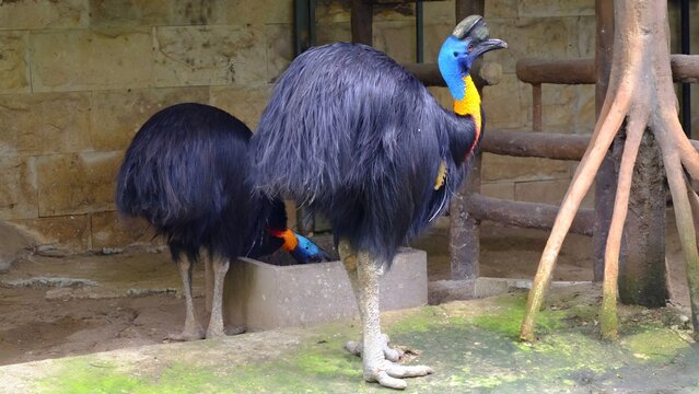 Two large cassowaries with distinctive blue necks and casques standing in a shaded zoo enclosure