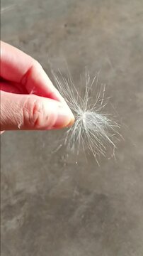 Pappus is Floating in House