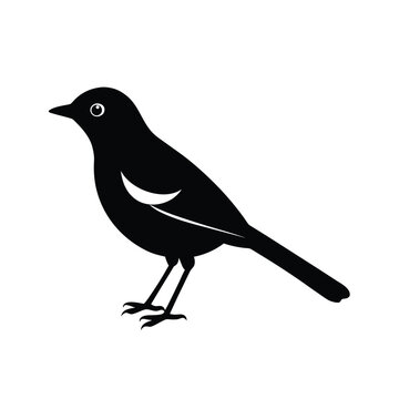 Black silhouette of a rufous sibia bird standing, vector illustration.