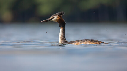 Perkoz dwuczuby Podiceps cristatus © Sawomir