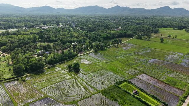 Aerial view of many acres of rice fields.