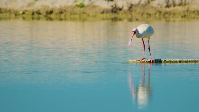 African Spoonbill (Platalea alba) Birds Feeding In A Wetland Environment.