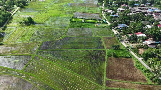 Aerial view of many acres of rice fields.