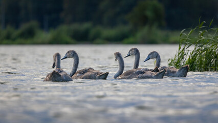 Łabędź niemy Cygnus olor © Sawomir