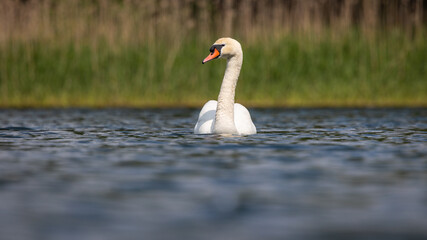 Łabędź niemy Cygnus olor © Sawomir