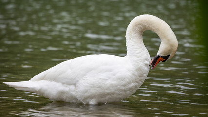 Łabędź niemy Cygnus olor © Sawomir