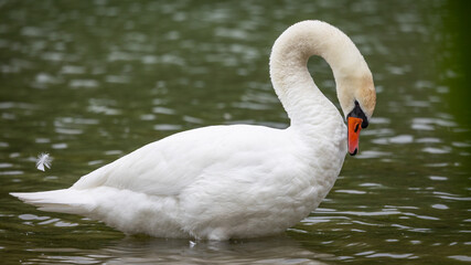 Łabędź niemy Cygnus olor © Sawomir