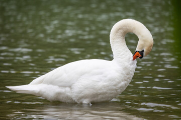 Łabędź niemy Cygnus olor © Sawomir