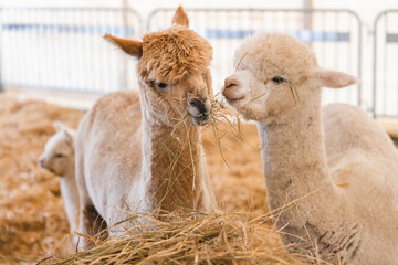 Obraz premium Three alpacas eating hay together in a rustic barn setting, featuring two adults sharing dried grass, with a cute baby alpaca looking on from behind.