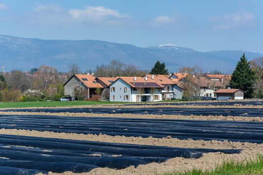 Agricultural field with plastic mulch rows near suburban houses and mountains