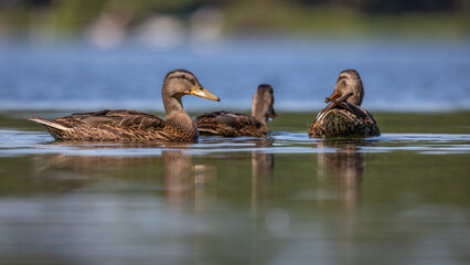 Krzyżówka zwyczajna Anas platyrhynchos © Sawomir