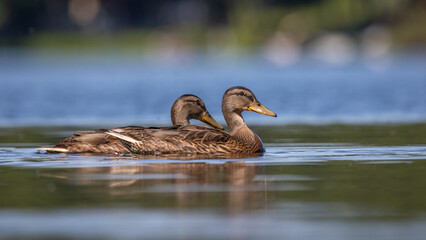 Krzyżówka zwyczajna Anas platyrhynchos © Sawomir