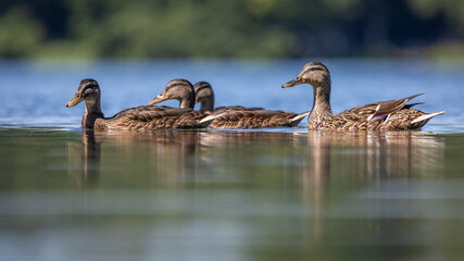 Krzyżówka zwyczajna Anas platyrhynchos © Sawomir