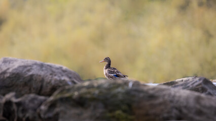 Krzyżówka zwyczajna Anas platyrhynchos © Sawomir