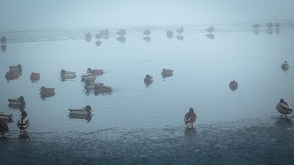 Krzyżówka zwyczajna Anas platyrhynchos © Sawomir