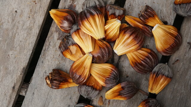  Nypa fruticans Wurmb