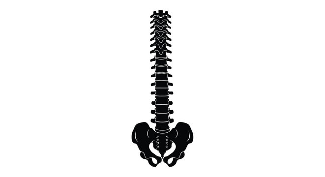 A black silhouette of a human spinal column and pelvic bones