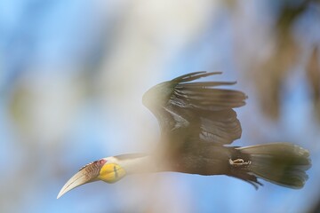 Hornbills live naturally in the forests of Thailand. © nopwaratch