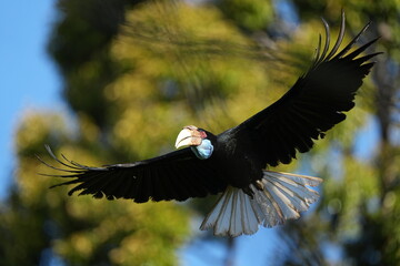 Hornbills live naturally in the forests of Thailand. © nopwaratch