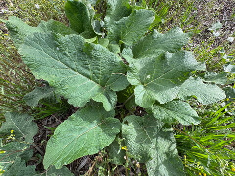 Greater burdock (Arctium lappa) with large textured green leaves growing in wild grass. Close-up of broad foliage of this medicinal plant in a natural outdoor meadow environment.