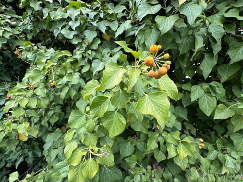 Himalayan ivy (Hedera nepalensis) with green leaves and ripening berries climbing a natural wall. Evergreen climbing plant showing dense foliage and fruit clusters in an outdoor environment.