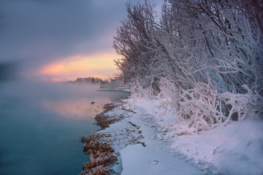the frozen Yenisei, snow-covered trees and the shore, calm water, fog and pink sky on the horizon.